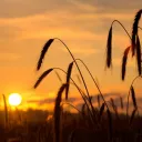 Dios, en su gran sabiduría, tiene un plan para ofrecer a todos los que alguna vez han vivido la oportunidad de heredar la vida eterna.