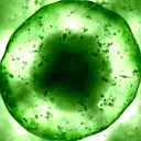 La creación de acuerdo a un plan