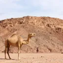 Israel en Egipto