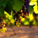 "... Y la paz de Dios, que sobrepasa todo entendimiento, guardará vuestros corazones y vuestros pensamientos en Cristo Jesús”