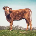 El sacerdocio ofrecía animales defectuosos