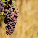 Una parra bien cultivada produce muchos frutos