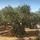 Huerto de Getsemaní