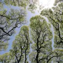 Nuevos descubrimientos sobre los árboles y sus beneficios