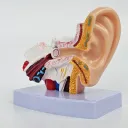 El oído tiene algo que decir