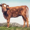 El sacerdocio ofrecía animales defectuosos.