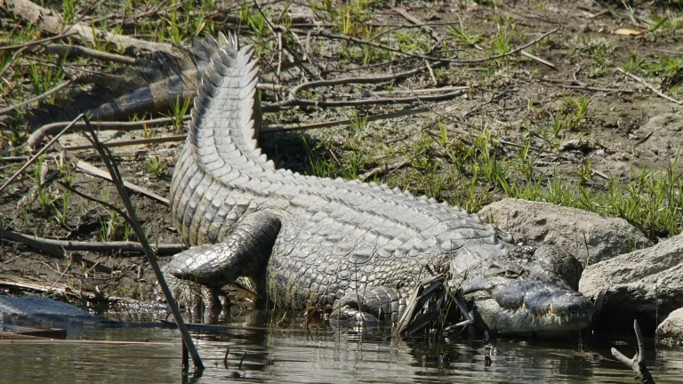 El feroz cocodrilo del Nilo.