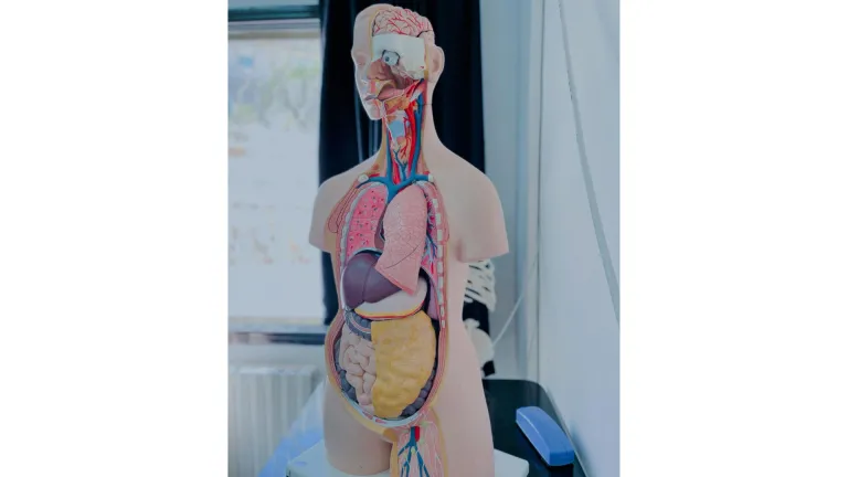Los órganos del cuerpo funcionan juntos.