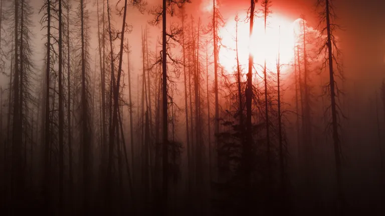 A old burnt forest with a red sky.