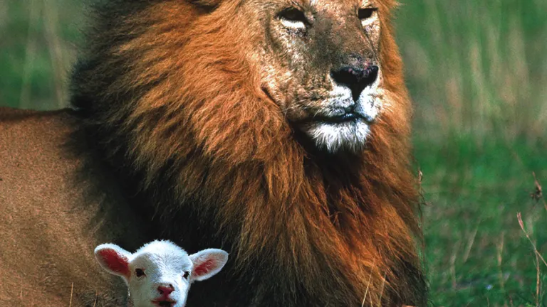 A lion and a lamb beside each other.