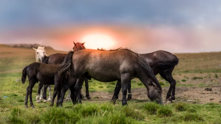 Caballos en un campo de hierba.