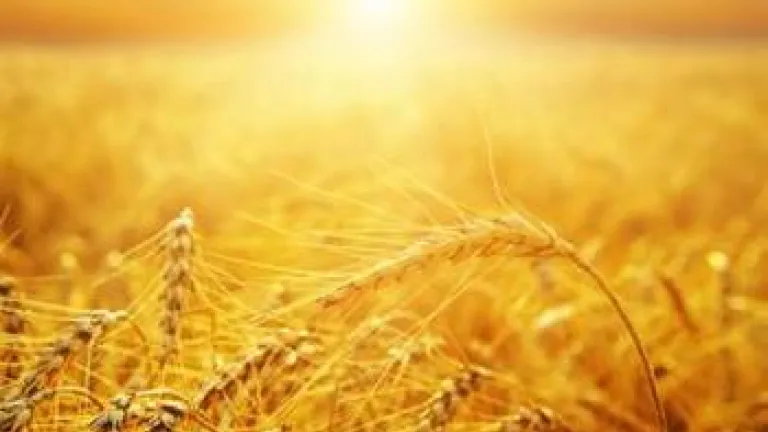 La fiesta bíblica de las primicias: Explicación de un gran misterio