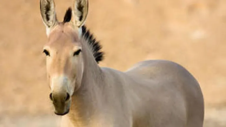 La rencilla familiar del Medio Oriente