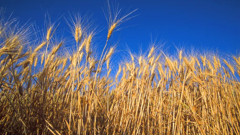 Wheat field
