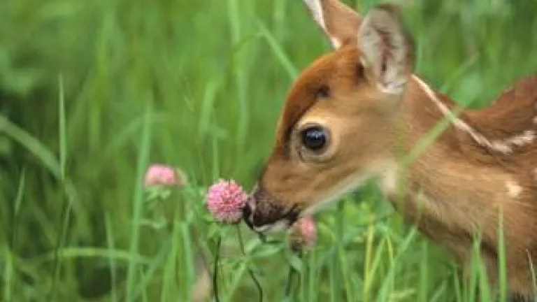 Las Fiestas Santas bíblicas: El plan de Dios para traer paz a la Tierra