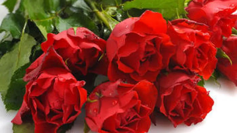 ¿Qué tiene de malo mostrar amor en el Día de San Valentín? ¿Qué tiene de malo mostrar amor en el Día de San Valentín?