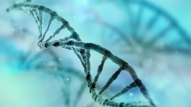 Evolución: Una cuestión de fe