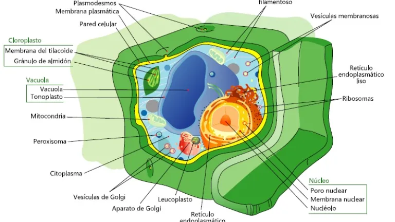 Morfoanatomía de la célula vegetal. Morfoanatomía de la célula vegetal.