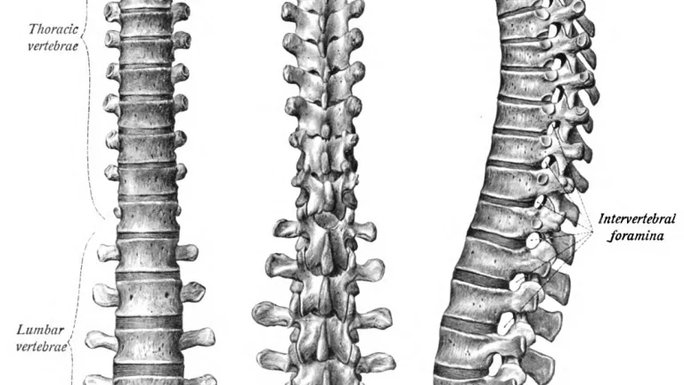 Cada hueso fue esbozado cuidadosamente para cumplir una función.