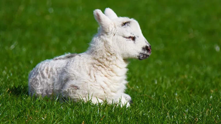 Esaú menospreció su primogenitura vendiéndola a su hermano Jacob y con este acto ¡Perdió la oportunidad de ser el ancestro de Jesucristo y del bendecido pueblo de Israel!