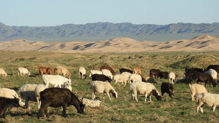 El salario de Jacob serían las ovejas manchadas o pintadas, algo bastante excepcional en los rebaños.