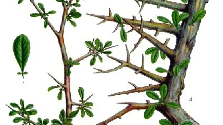 La Mirra fue muy importante en la cultura del tiempo de José. Goma de color amarillo claro obtenida de un arbusto que crece en Somalia, Etiopía y Arabia, y usada como medicina y especia y para confeccionar el óleo para el tabernáculo y el templo.