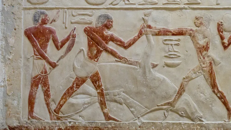 Unos carniceros degüellan una res tal como José lo había ordenado. (Gn 43:16)