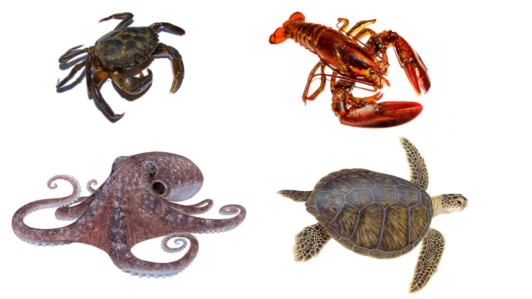 El cangrejo, la langosta, el pulpo y la tortuga son animales no aptos para consumo humano.