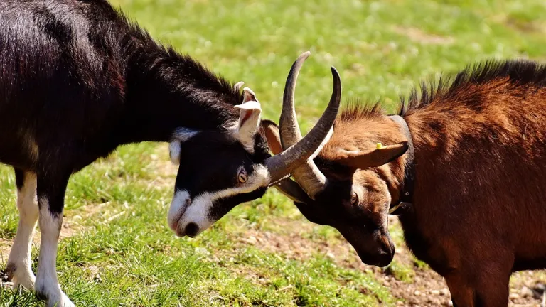 Las suertes echadas eran una plegaria solemne para que Dios decidiera un asunto difícil. Era una ceremonia sagrada que incluía la intervención de Dios.