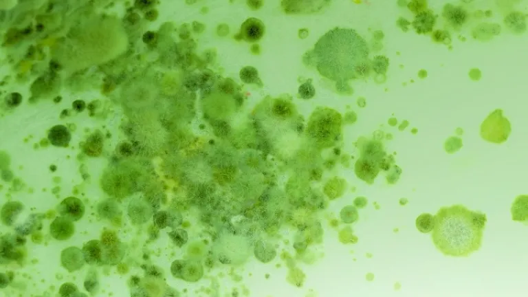 Jesucristo advirtió que, antes de su regreso, &quot;habrá pestes, y hambres, y terremotos en diferentes lugares. Y todo esto será principio de dolores&quot;.