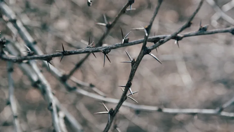 ¿Cuál fue el propósito del sufrimiento de Jesús? Sabemos cuánto sufrió por nosotros, ¿pero qué tiene que ver su sufrimiento con el nuestro? ¿Cuál fue el propósito del sufrimiento de Jesús? Sabemos cuánto sufrió por nosotros, ¿pero qué tiene que ver su sufrimiento con el nuestro?