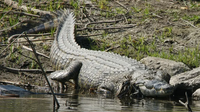 El feroz cocodrilo del Nilo