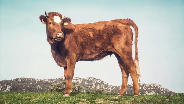 El sacerdocio ofrecía animales defectuosos