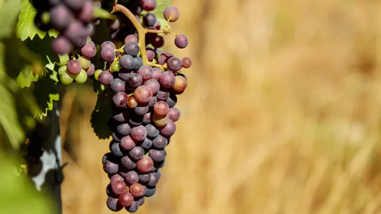 Una parra bien cultivada produce muchos frutos