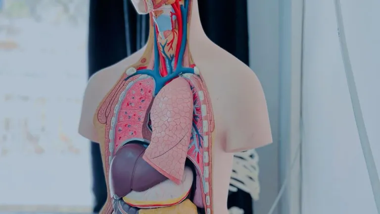 Los órganos del cuerpo funcionan juntos