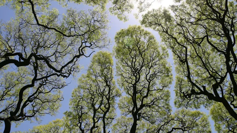 Nuevos descubrimientos sobre los árboles y sus beneficios