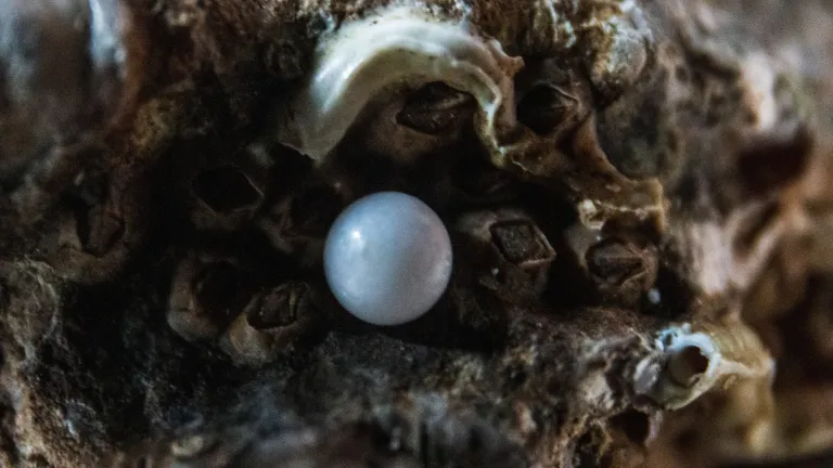 También el reino de los cielos es semejante a un mercader que busca buenas perlas, que habiendo hallado una perla preciosa, fue y vendió todo lo que tenía, y la compró.