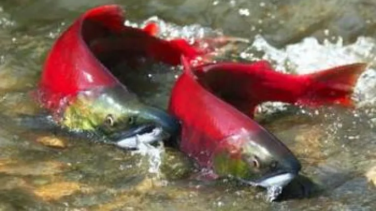 El salmón rojo silvestre