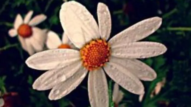 Los sentidos al servicio de la fe