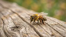 Abejas: atentas y seguras servidoras.