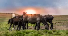 Caballos en un campo de hierba.