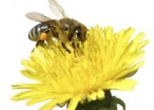 Pruebe que existe Dios, incluso sin la Biblia