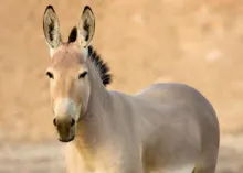 La rencilla familiar del Medio Oriente