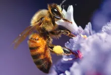 Dios diseñó a las abejas de manera tan perfecta, que incluso incorporó una “brújula” en su fisiología.