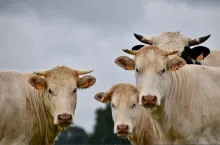 Dios instruyó a su pueblo para mantener e incrementar sus bienes alimenticios.