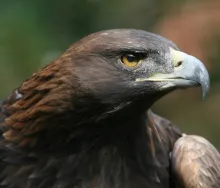 ¿Qué quiso decir Jesús en Lucas 17:37 acerca de las águilas reunidas alrededor del cuerpo?