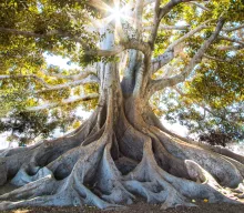 Si queremos crecer como cristianos, necesitamos más raíces que apoyen y sustenten nuestro crecimiento.