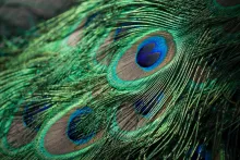 Cómo la asombrosa pluma de pavo real refuta la evolución