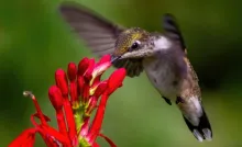 Colibrí volando