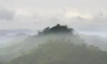 Rain forest fog